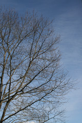 Fototapeta na wymiar tree branches on blue sky