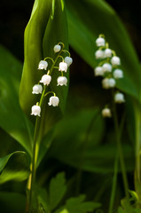 Lily of the valley (Convall&aacute;ria) flower in the spring forest. Beautiful may-lily blooming in the garden.