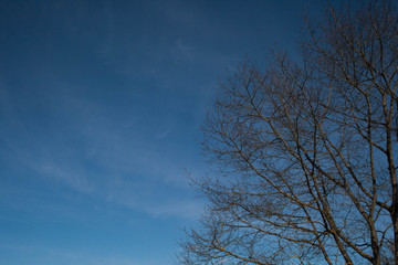 tree branches on blue sky