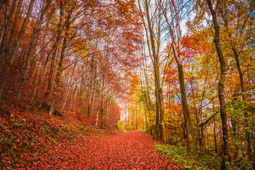 Fototapeta premium Beautiful orange and red autumn forest