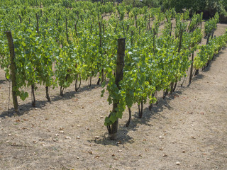 Fototapeta na wymiar close up grapevine on vineyard in Benatky nad Jizerou, Czech republic