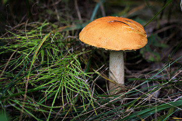 Wild mushroom. Picking mushrooms. Autumn forest.