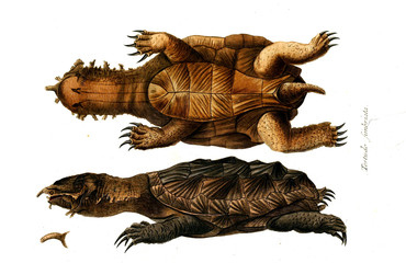 Illustration of a reptile.