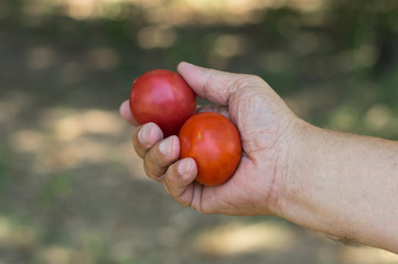 Man's hand taking two organic tomatoes against green natural background