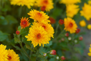 Beautiful aster flower-bed at autumnal season