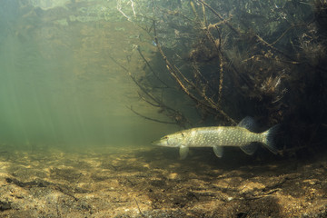 Freshwater fish Northern pike (Esox lucius) in the beautiful clean pound. Underwater shot with nice...