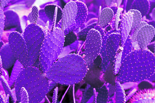 purple Cactus Set. Minimal Fashion Stillife.