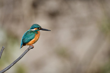 止まり木のカワセミ