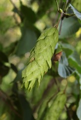 green leaves and seeds of hornbeam tree