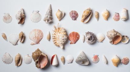  different seashells