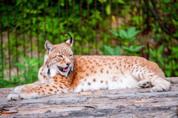 Naklejka na ściany i meble Lynx resting on a wooden bridge in the summer