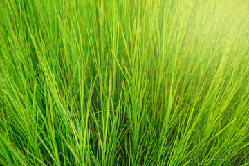 Green grass background with yellow sunlight on morning