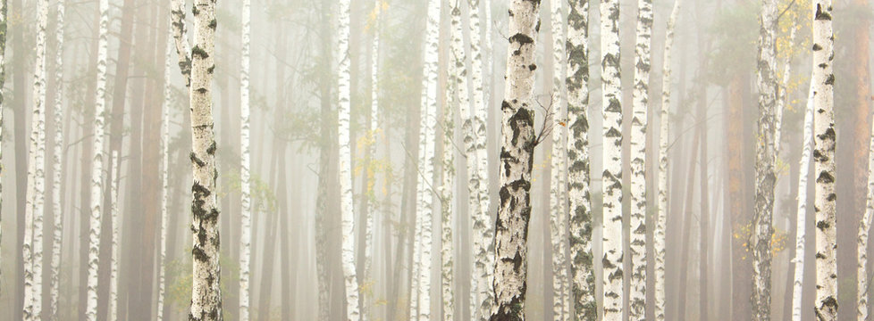 Beautiful birch trees with white birch bark in birch grove
