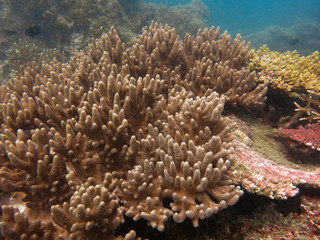 Soft coral found at coral reef area at Tioman island, Malaysia