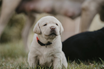 Labrador Baby