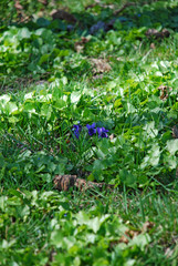 Viola odorata is commonly known as wood, sweet, English, common, florist's or garden violet. The flowers are aromatic, normally either dark violet. Several cultivars have been selected for garden use.