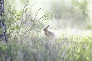 European Hare Lepus Europaeus Close-Up On Green Background.