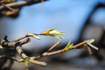 Young buds and leaves on the tree. Natural background. Spring nature. Bokeh texture. Copy space.