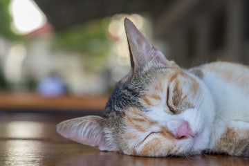 sleepy kitten cat lying on the table with green bokeh