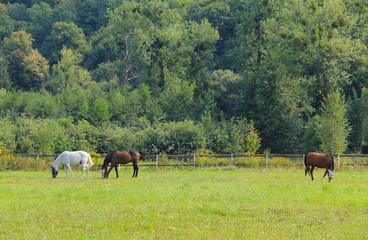 three horses on the green pasture in summer