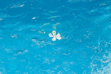 White flowers in the pool blue