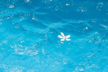White flowers in the pool blue
