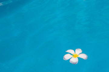 Fototapeta na wymiar White flowers in the pool blue