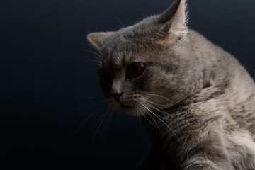 Portrait of cute cat scottish straight in studio with dark background. Copy space. Close up.