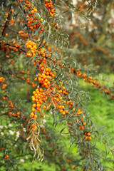 twigs of common sea buckthorn (Hippophae rhamnoides) with many orange berries