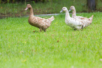 ducks on the green grass field