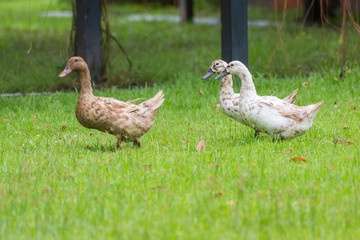 ducks on the green grass field