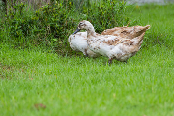 ducks on the green grass field