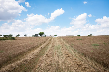 Fototapeta na wymiar Durum wheat field during the harvest. Murgia plateau in Apulia region