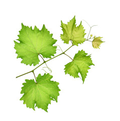 grape leaf on white background.