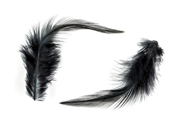 Close-up of Black feather isolated