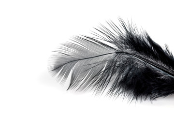 Obraz premium Close-up of Black feather isolated