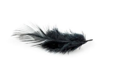 Close-up of Black feather isolated