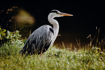 Wasserreiher (Graureiher)