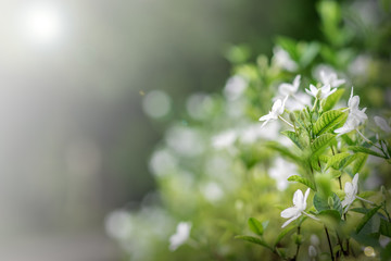 Blooming white flowers in the morning on beautiful bokeh background