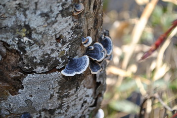 kamikochi, nagano, japan