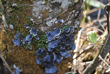 kamikochi, nagano, japan
