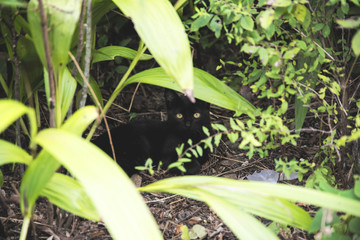 茂みの中から黒猫の目線
