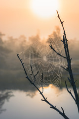 Early morning at the swamp with glowing spider web in sunrise at Kemeri national park. Iconic look over gigantic spider web in mellow, moody light. 