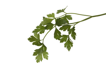 parsley isolated on white background