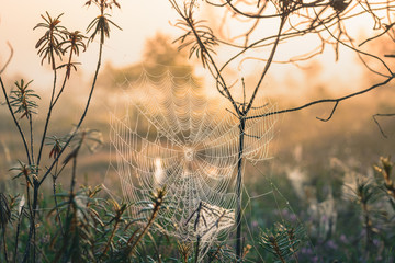 Early morning at the swamp with glowing spider web in sunrise at Kemeri national park. Iconic look over gigantic spider web in mellow, moody light. 