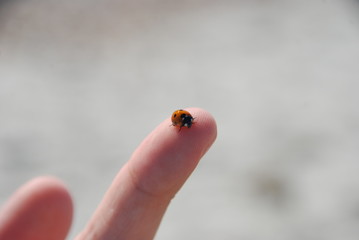 Ladybird on finger 