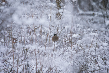 Eurasian bullfinch on snow tree in winter