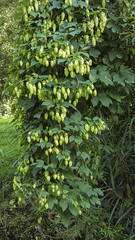 Common hop (Humulus lupulus) with many cone shaped fruits