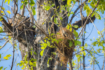 Bird nest on a tree with bird Parents