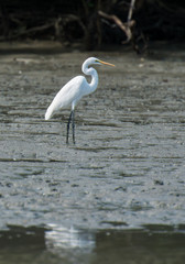 Great white egret